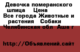 Девочка померанского шпица. › Цена ­ 40 000 - Все города Животные и растения » Собаки   . Челябинская обл.,Аша г.